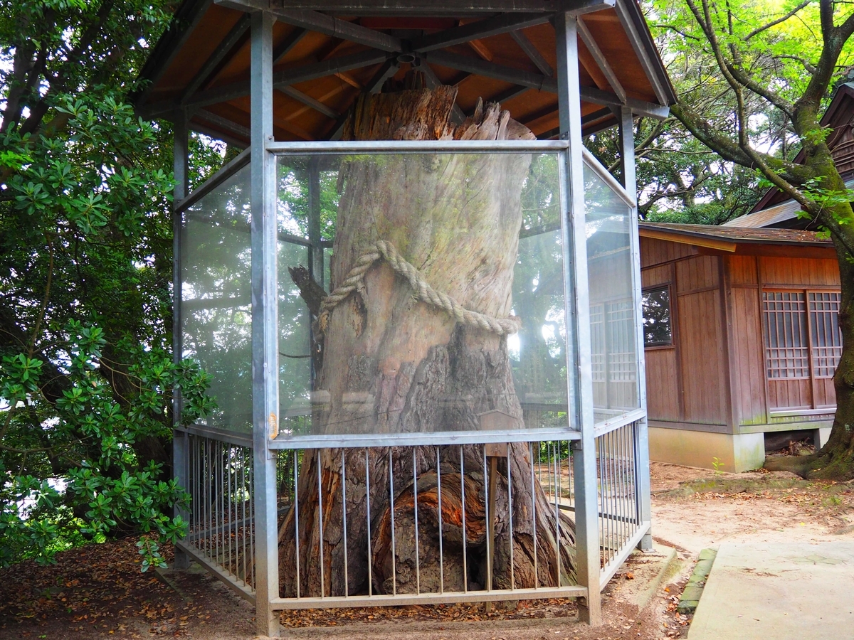 弓掛けの松