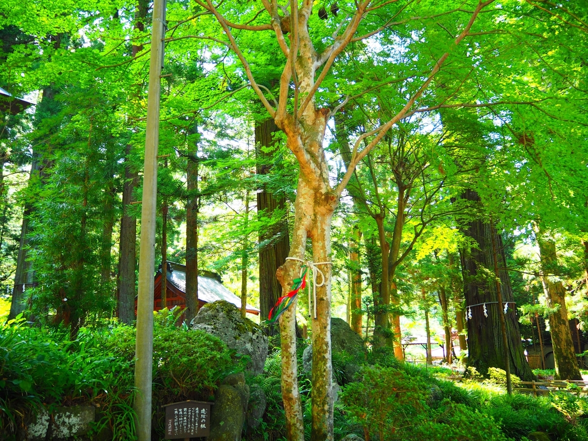 別々の木が重なって一つになった連理の楓