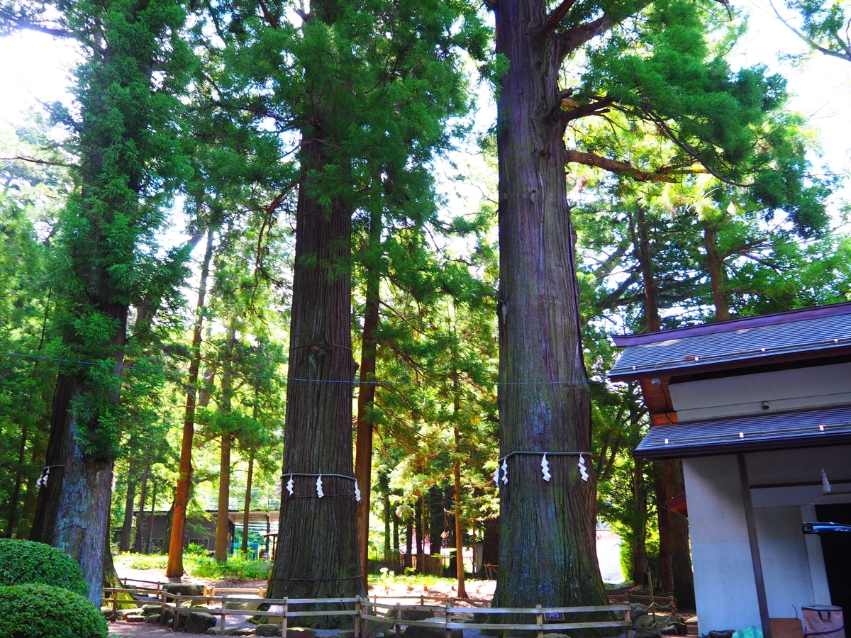 2号杉・3号杉・4号杉