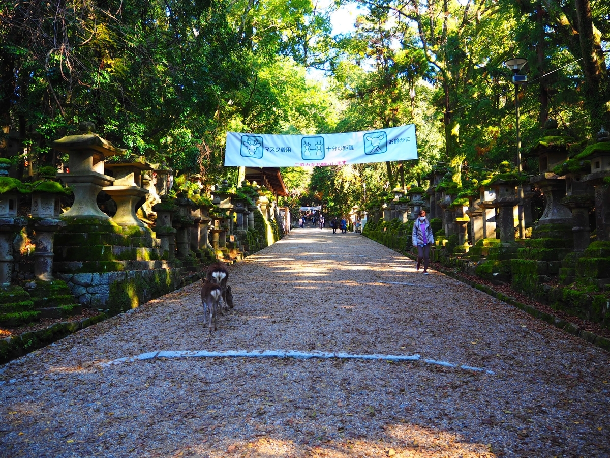 参道の両側に並ぶ燈籠