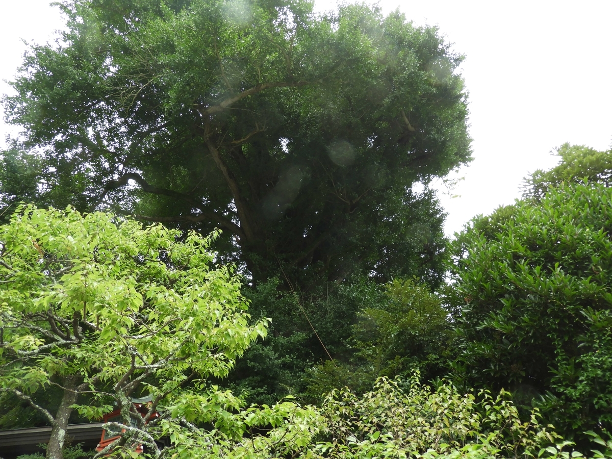 荏柄天神社の大イチョウ