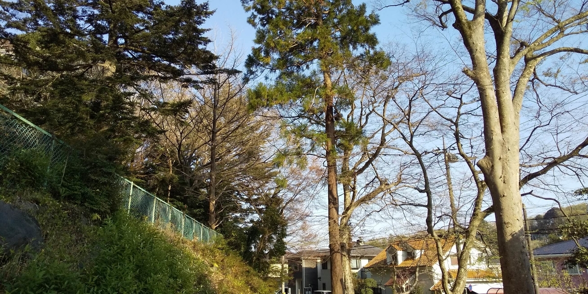 境内に何本もある高い木