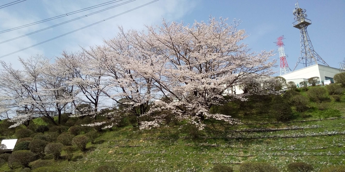 近隣の桜