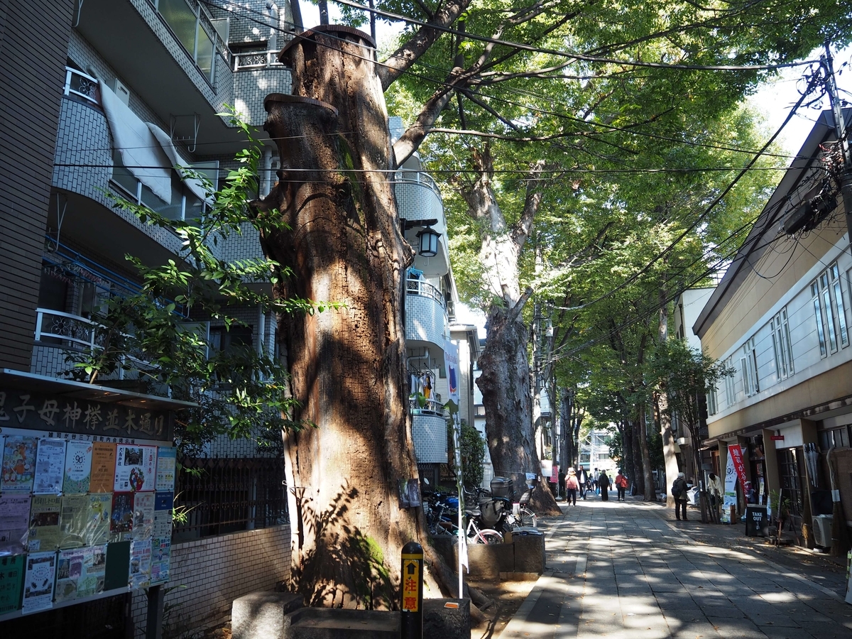 天然記念物のケヤキ並木