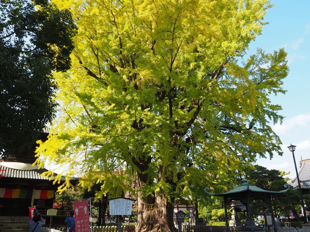 鑁阿寺の大銀杏