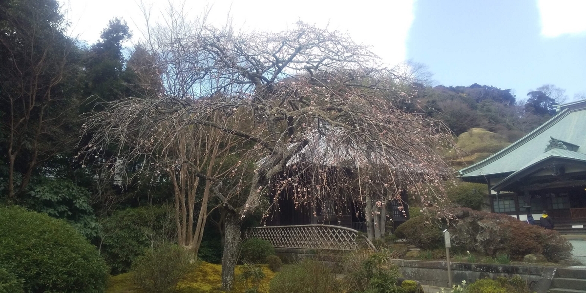 海蔵寺境内の花