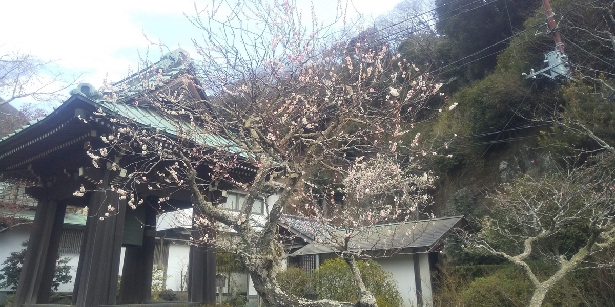 海蔵寺境内の花