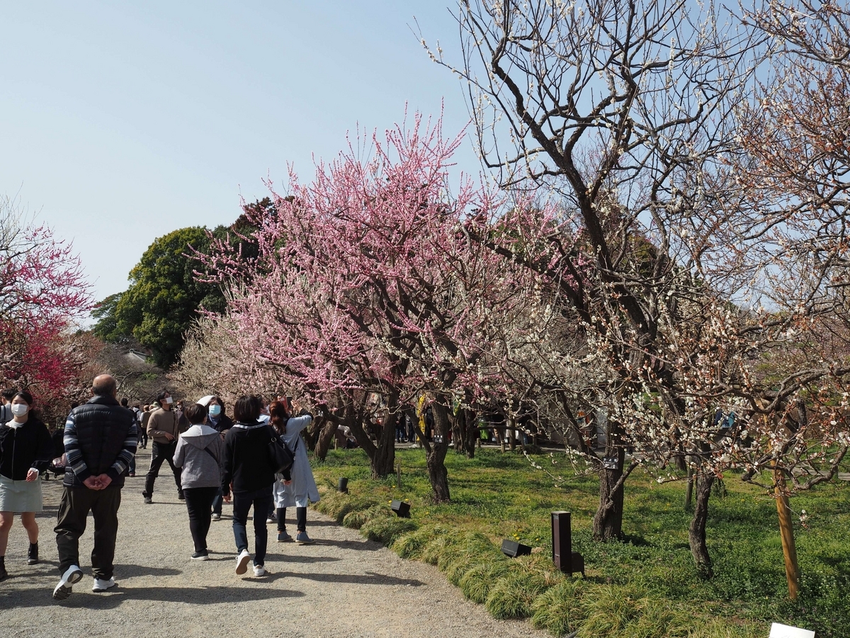 偕楽園の梅の花