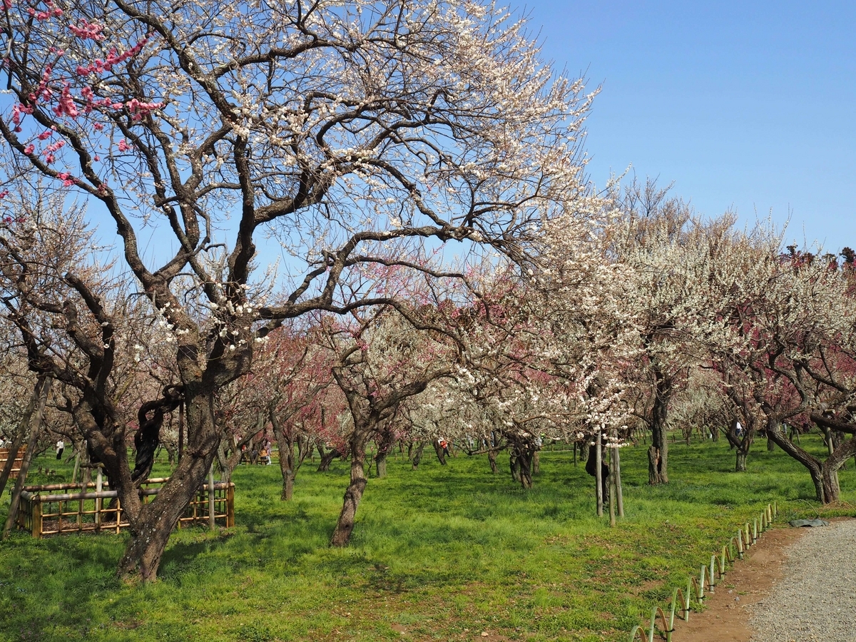 偕楽園の梅の花
