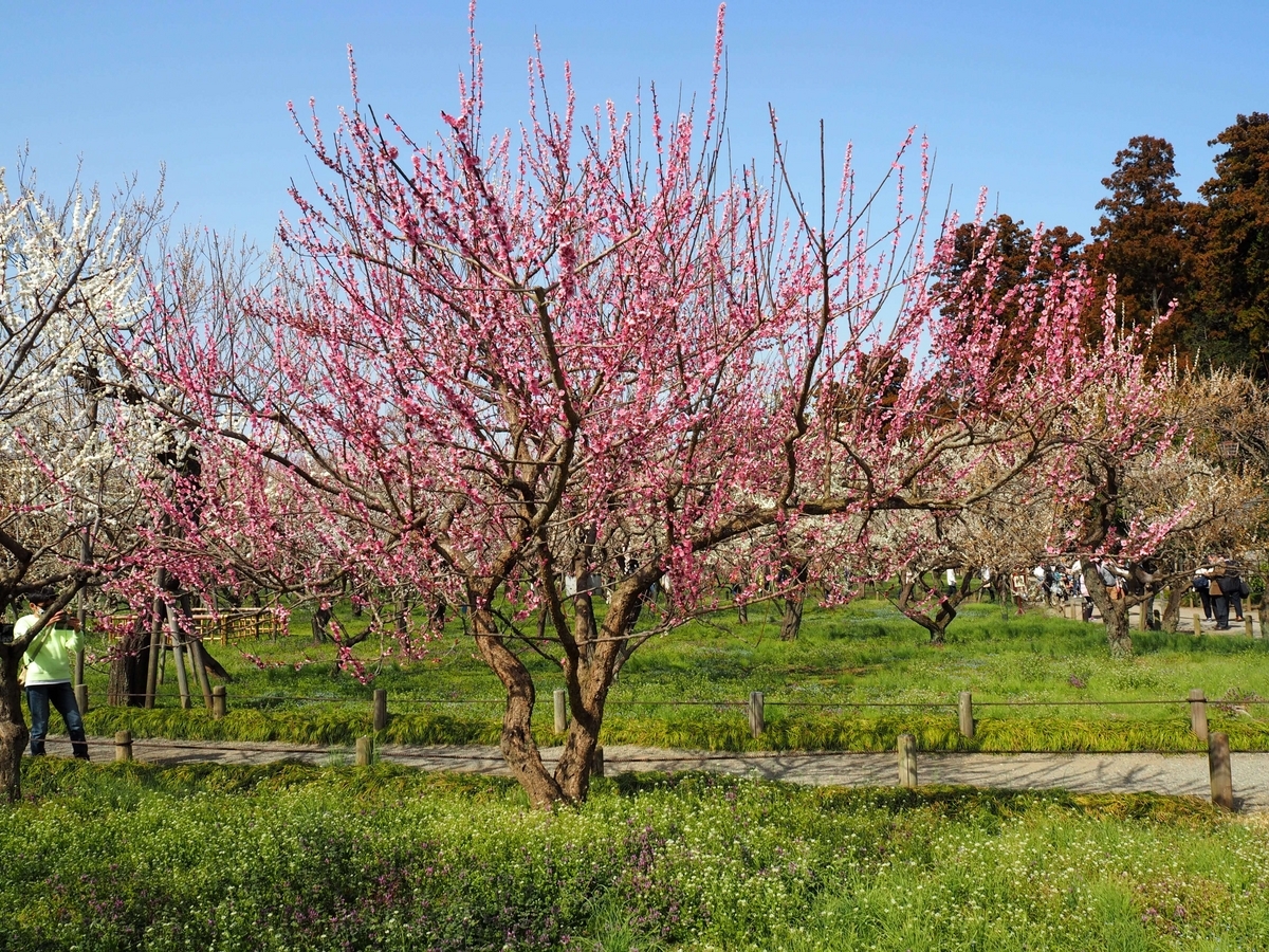 偕楽園の梅の花