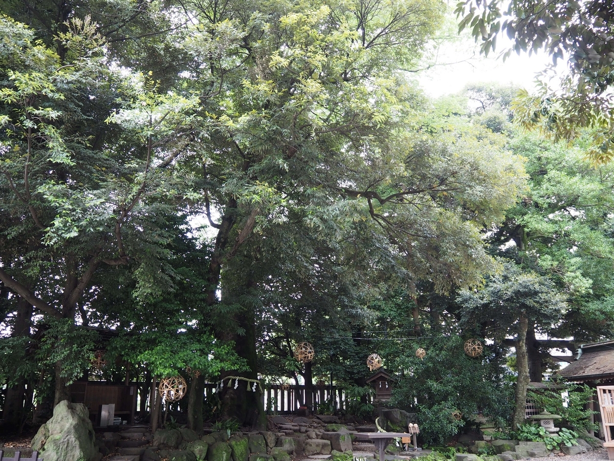 川越氷川神社の鎮守の森