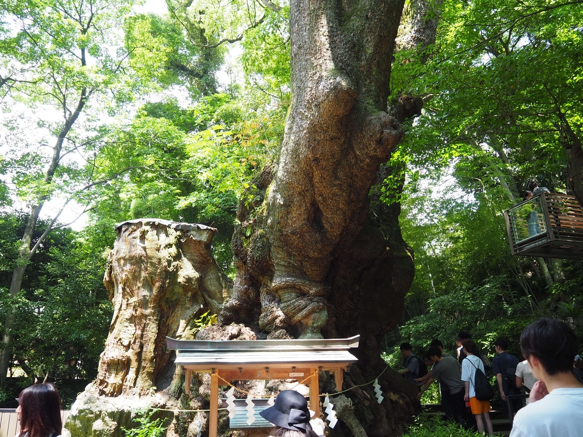 大楠の全景