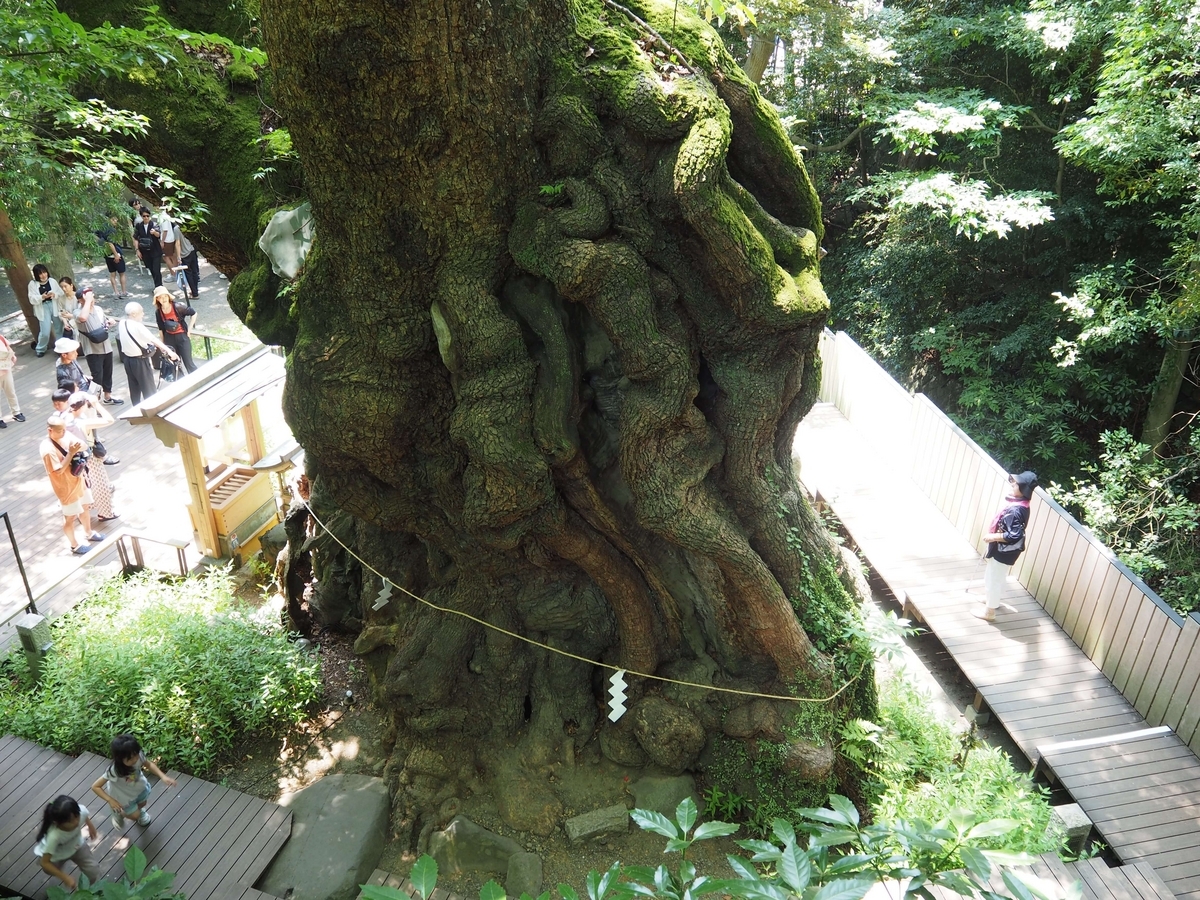 紡來の縁から見た大楠