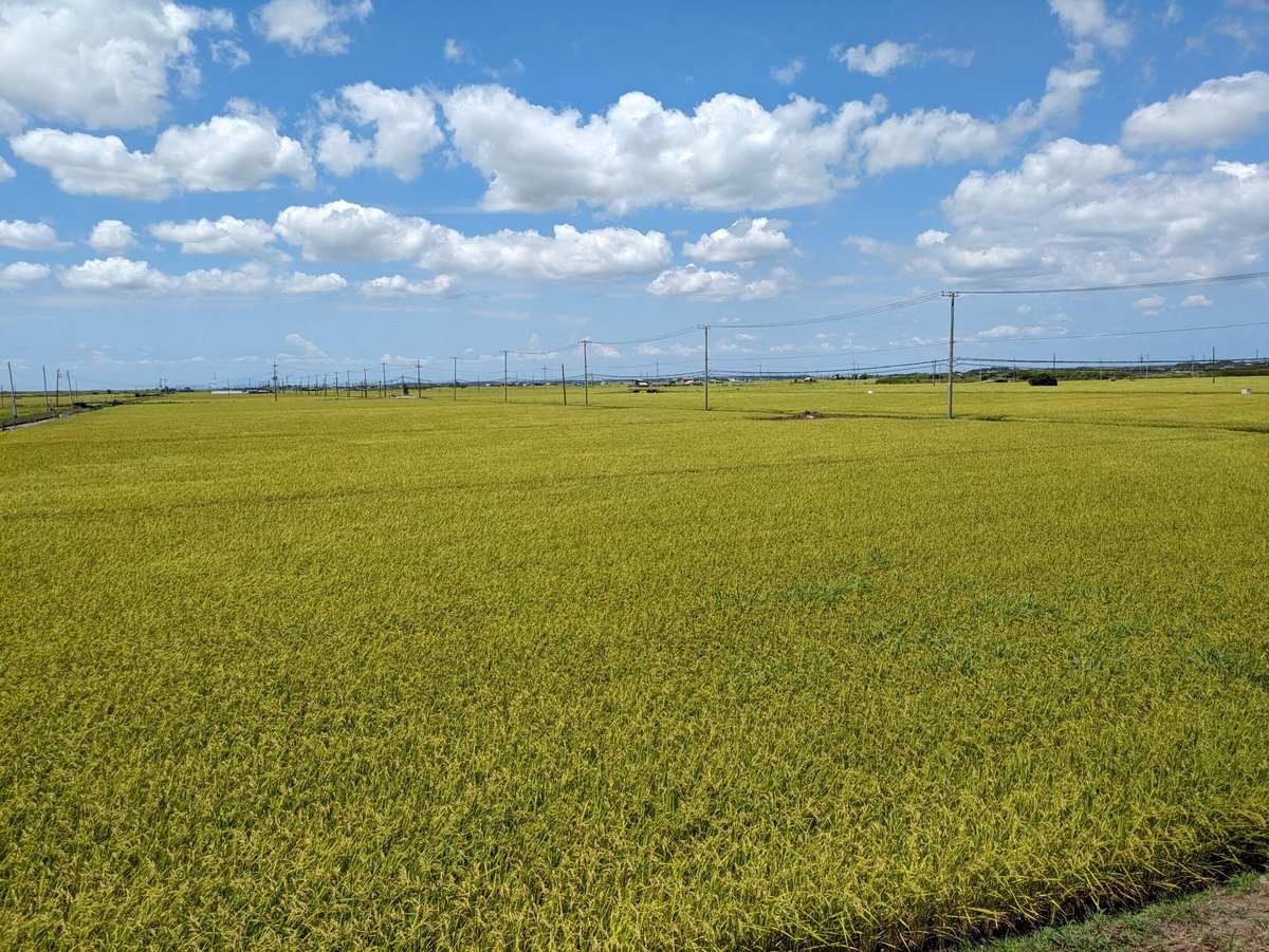 見渡す限りの田園風景