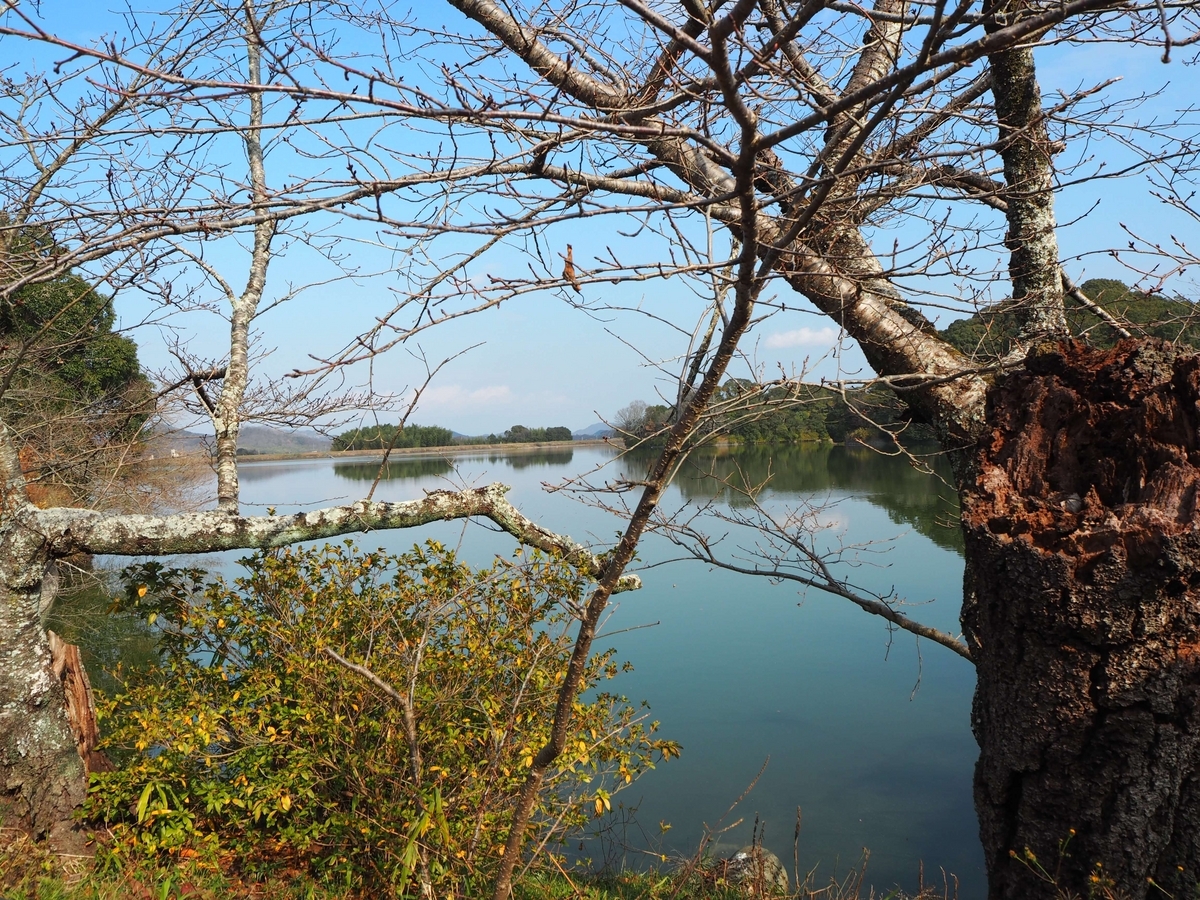 亀鶴公園の池