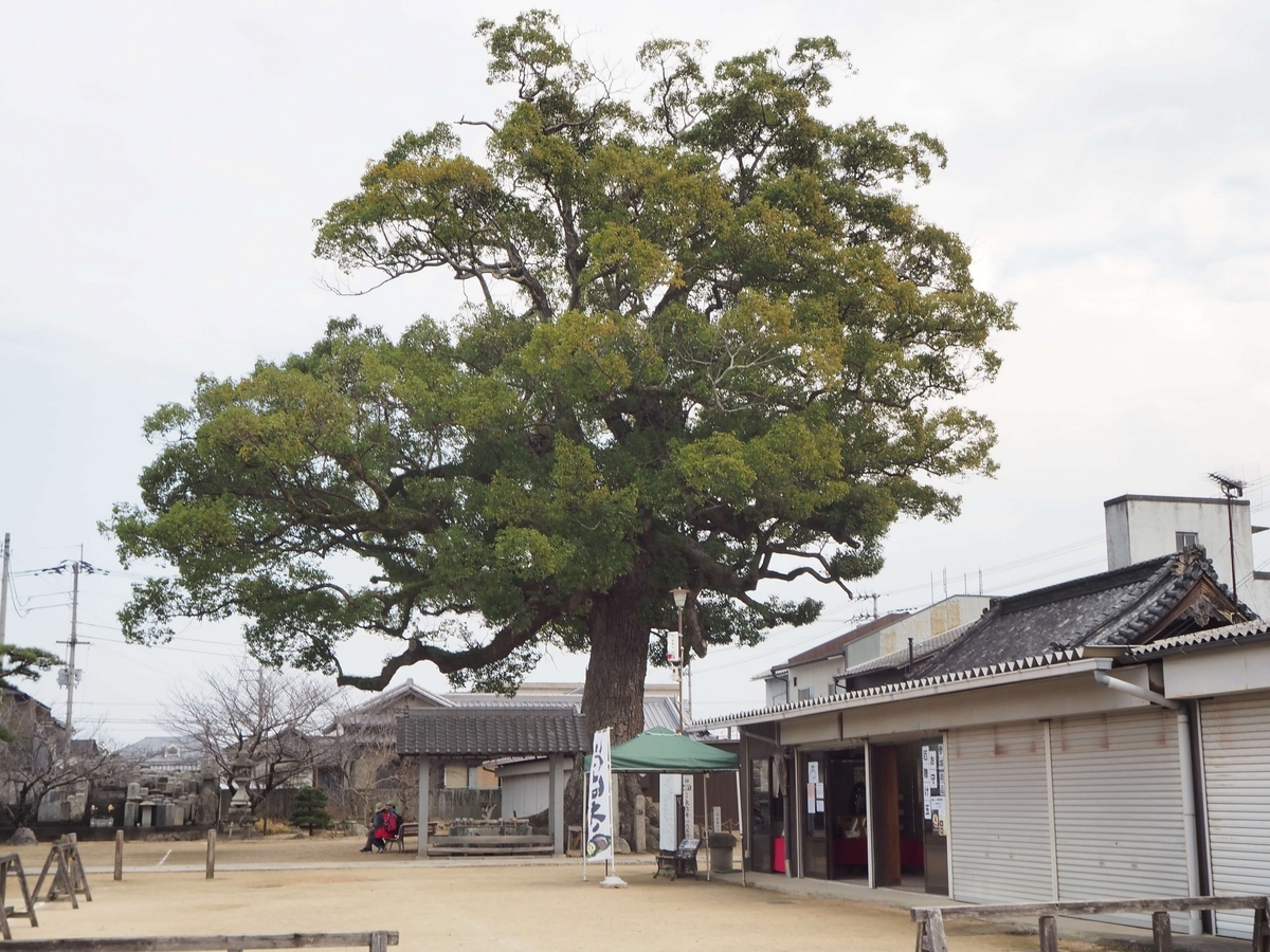 ひと際目立つ楠