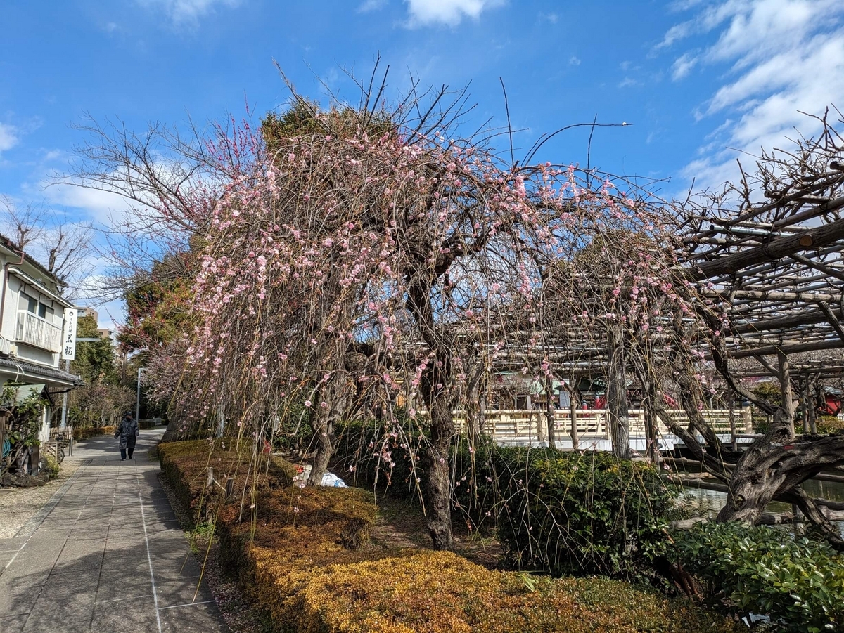 2024年3月2日の境内の梅