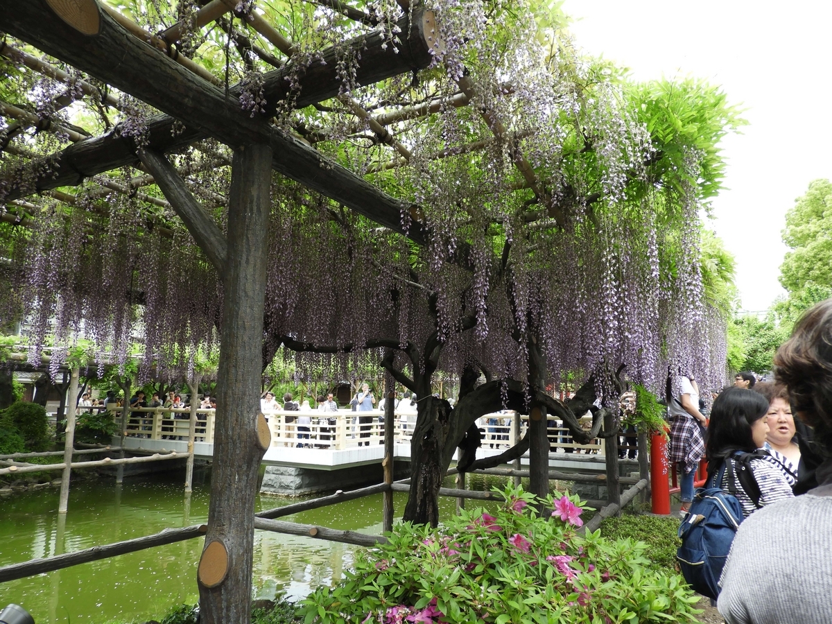 2024年3月2日の境内の藤