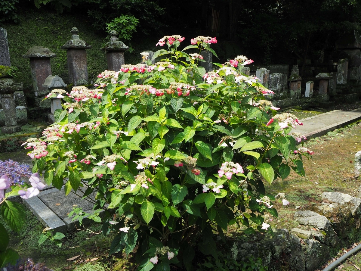 2024年6月17日の妙本寺のあじさい