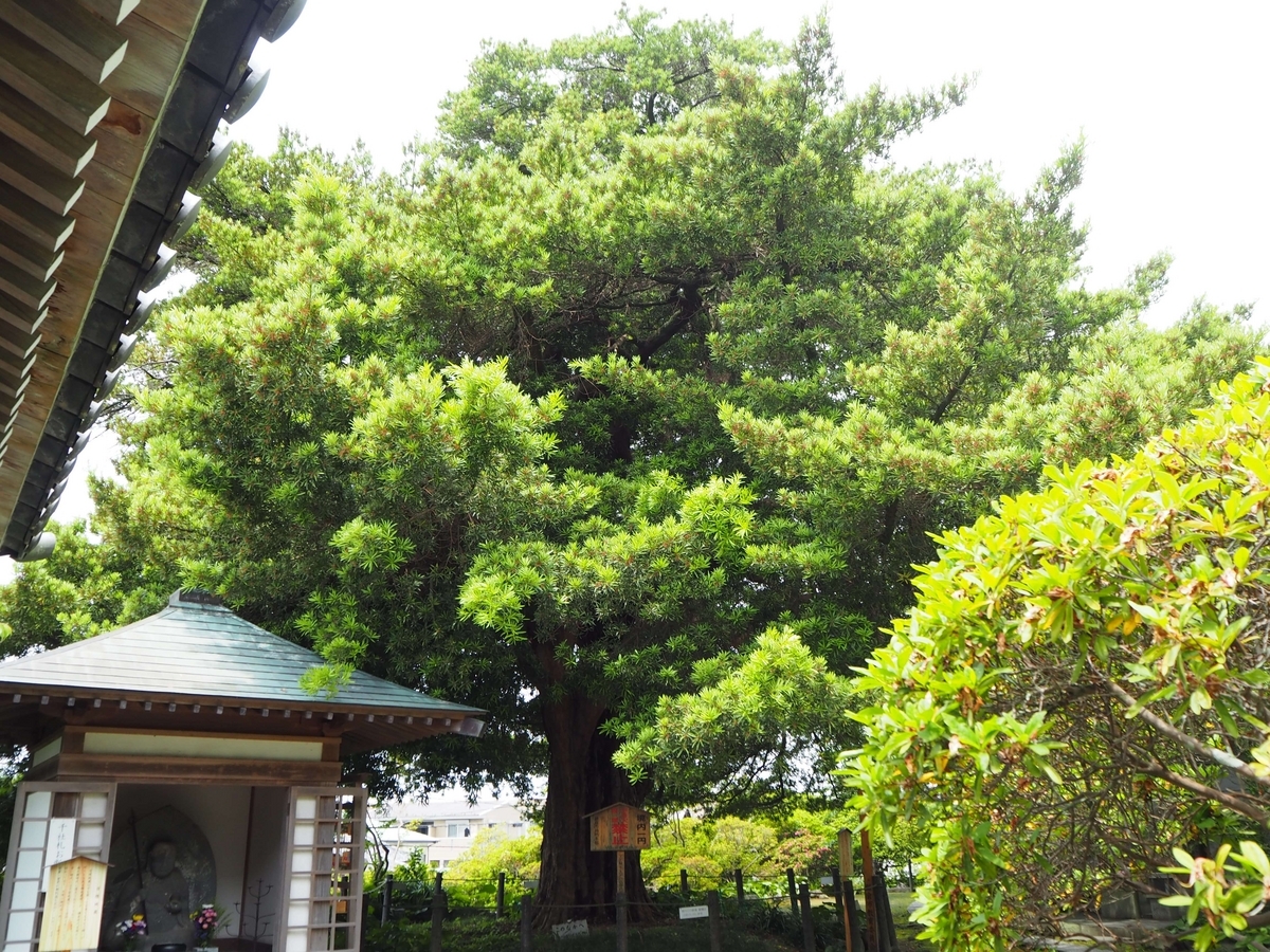 2024年6月17日の槇の木