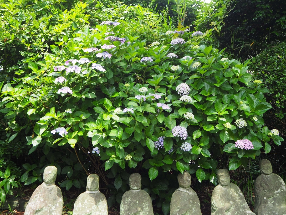 2024年6月17日の安養院のあじさい