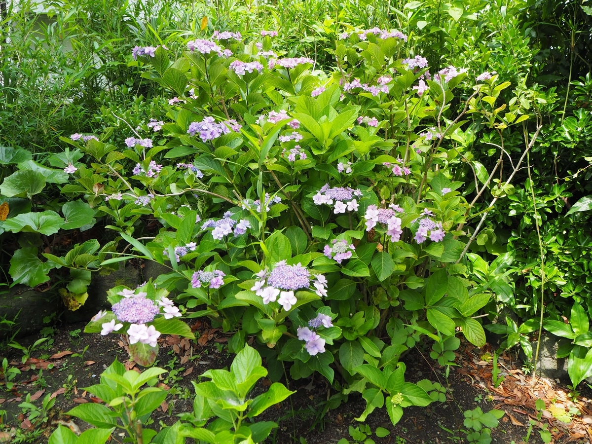 2024年6月17日の安養院のあじさい