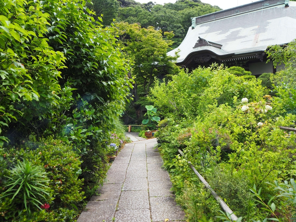 深い緑に囲まれた2024年6月17日の参道