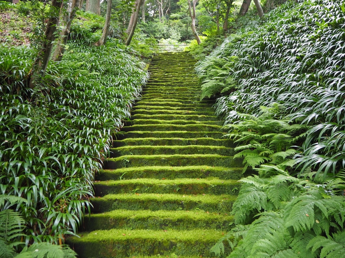 2024年6月17日の苔の石段