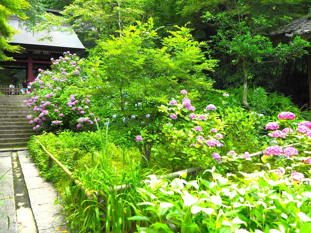 2024年6月17日の妙法寺のあじさい