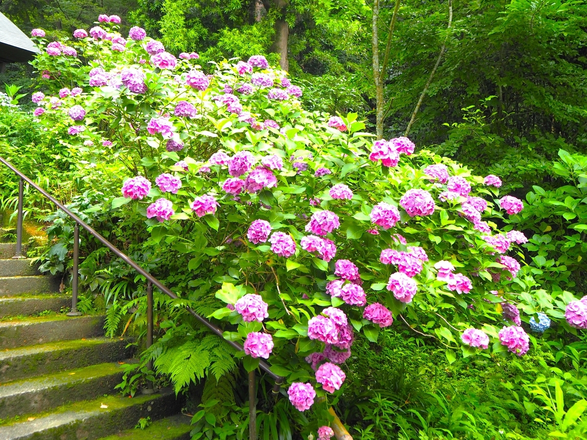 妙法寺の2024年6月17日のあじさい