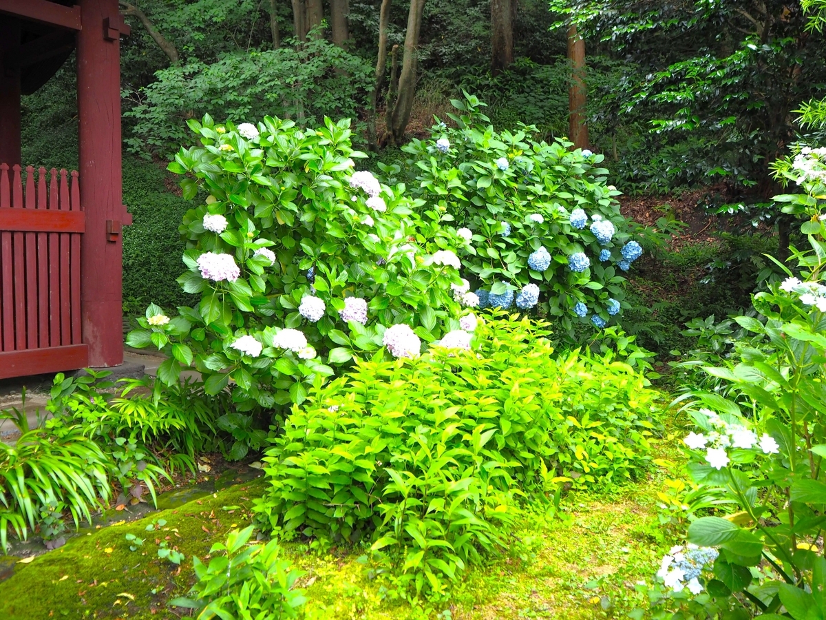 妙法寺の2024年6月17日のあじさい