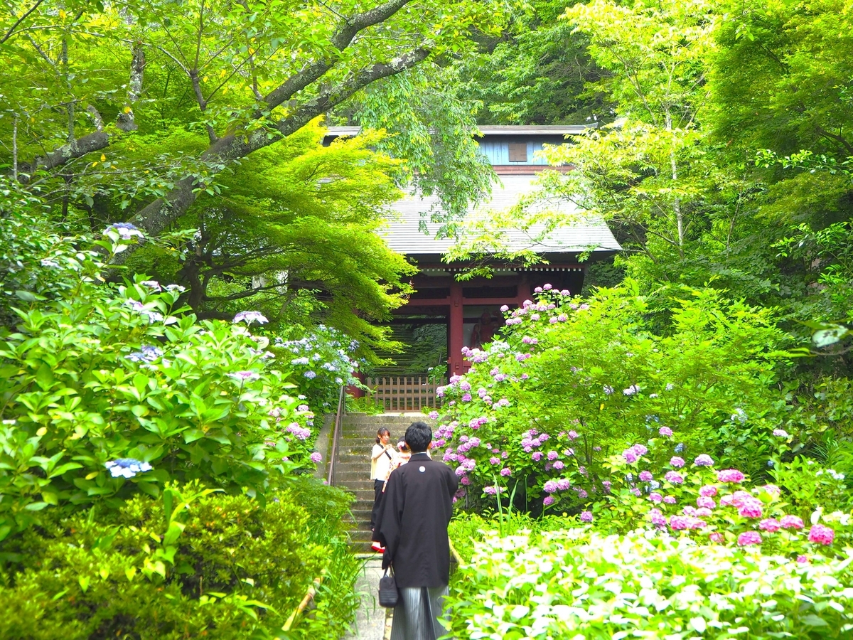 仁王門周辺の2024年6月17日のあじさい