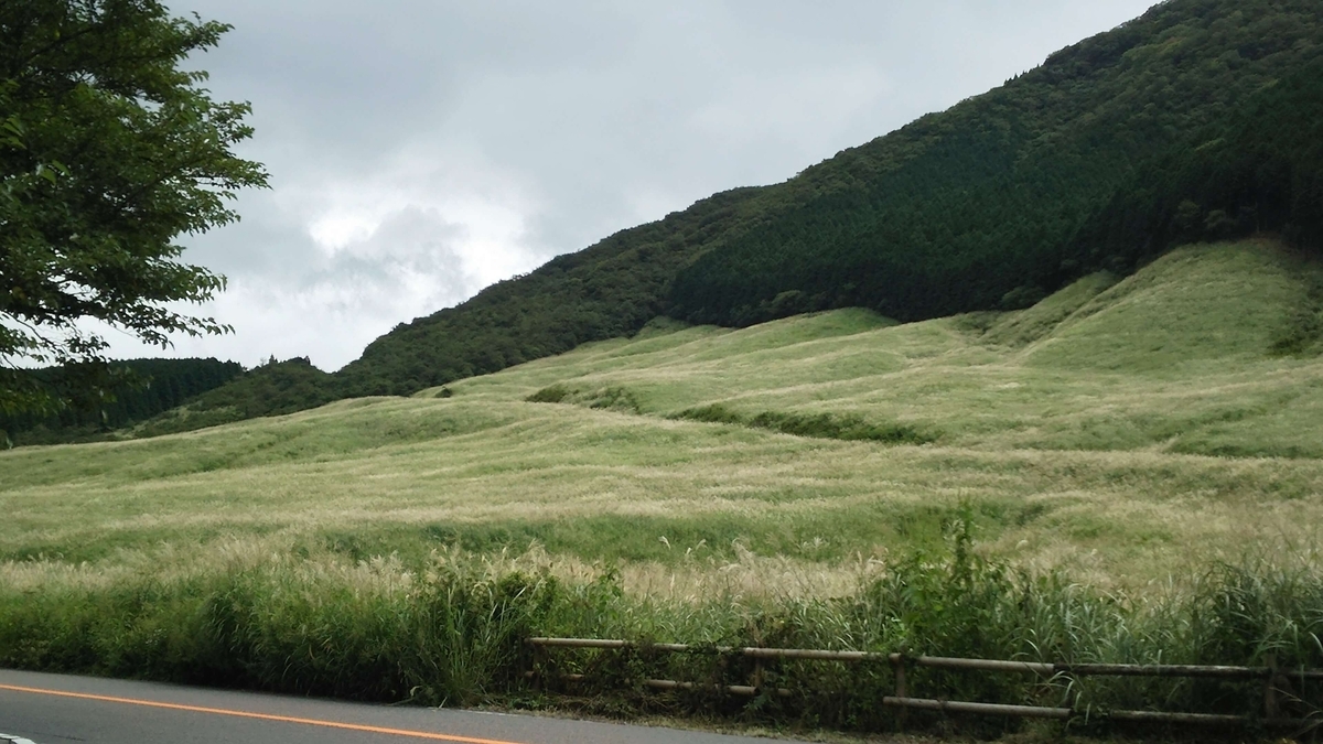 2024年8月17日の仙石原すすき草原