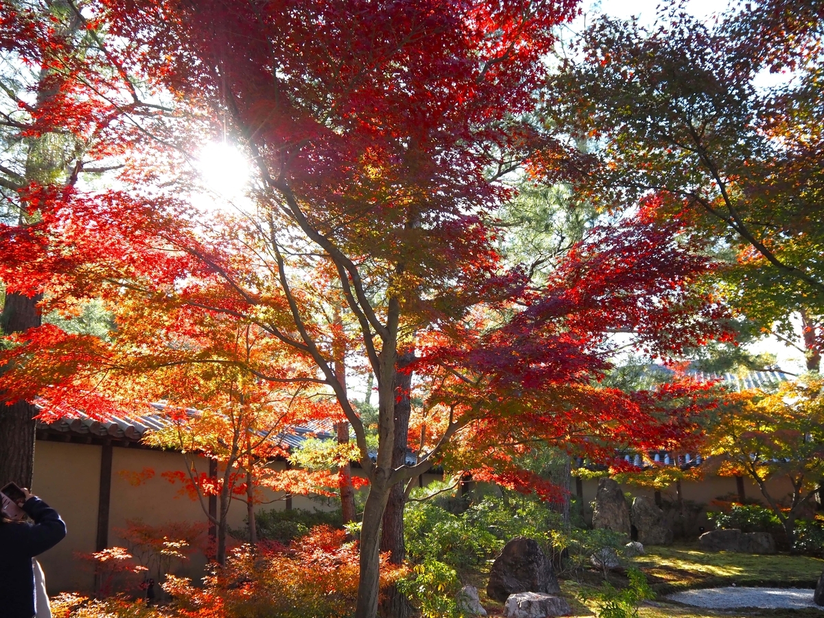 高台寺の紅葉