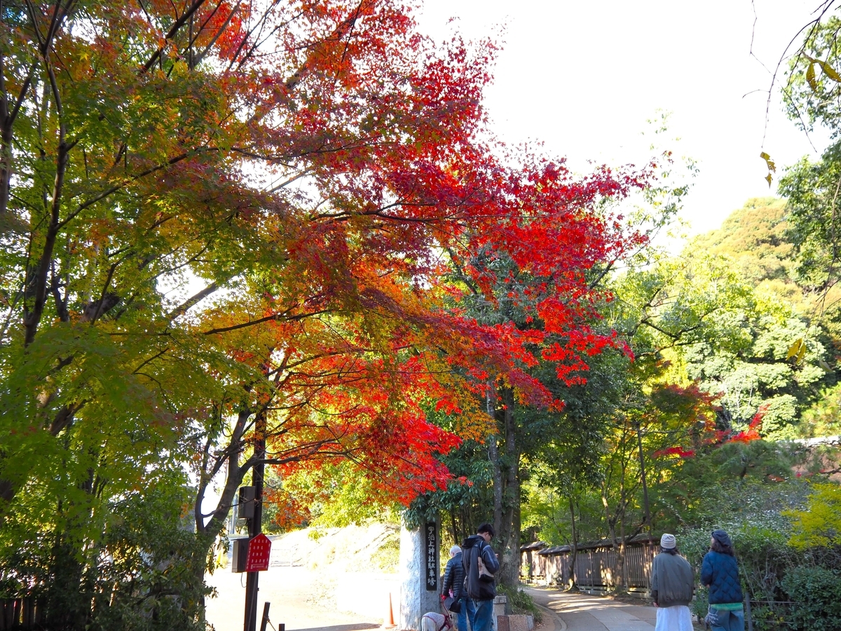 宇治上神社の参道の紅葉