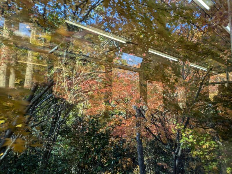 車窓の明るい紅葉