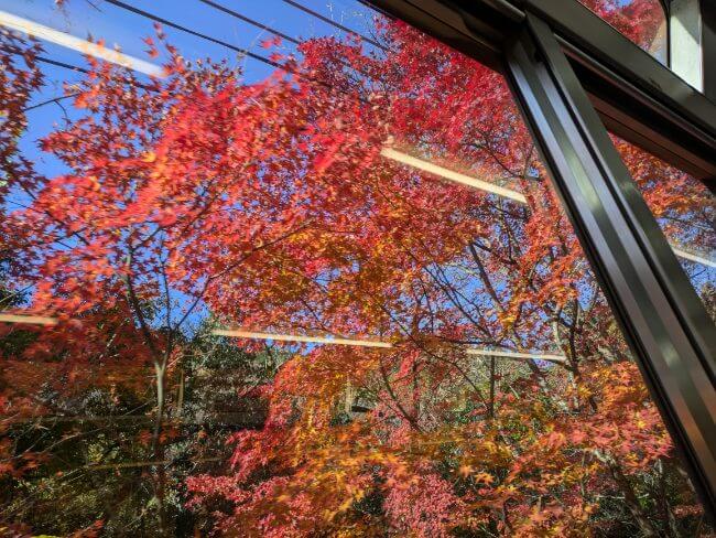 車窓の明るい紅葉