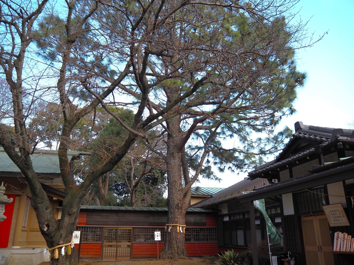 三葉松の全景