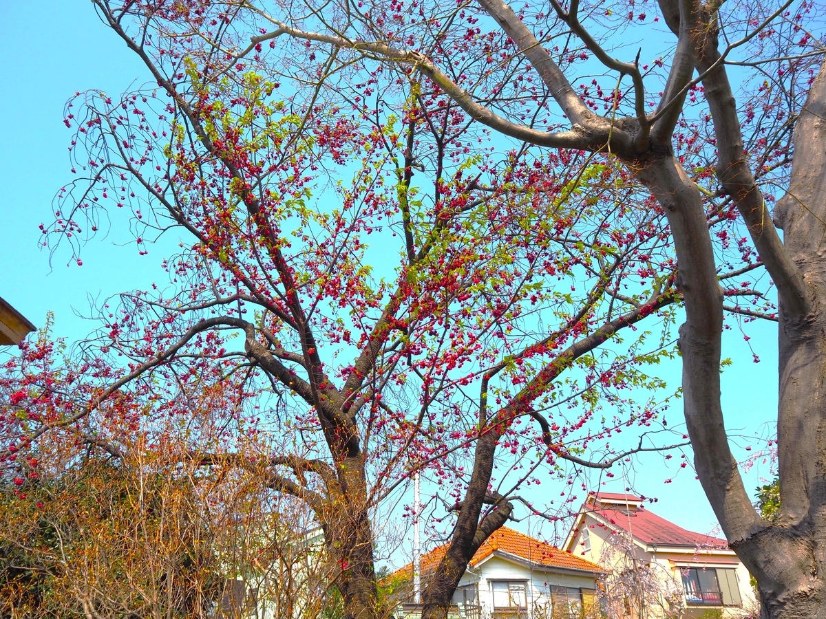 見頃の緋寒桜