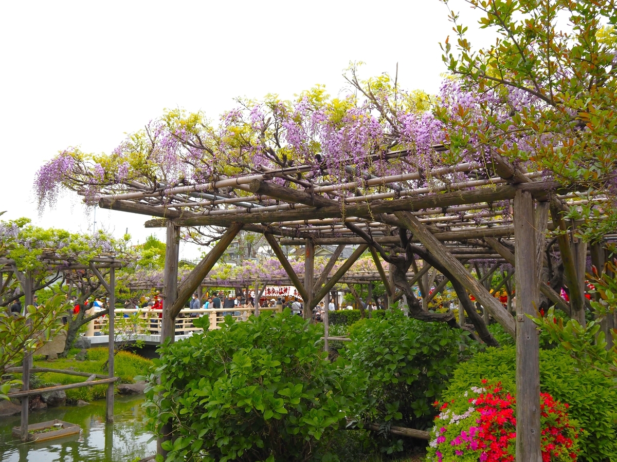 亀戸天神社の藤