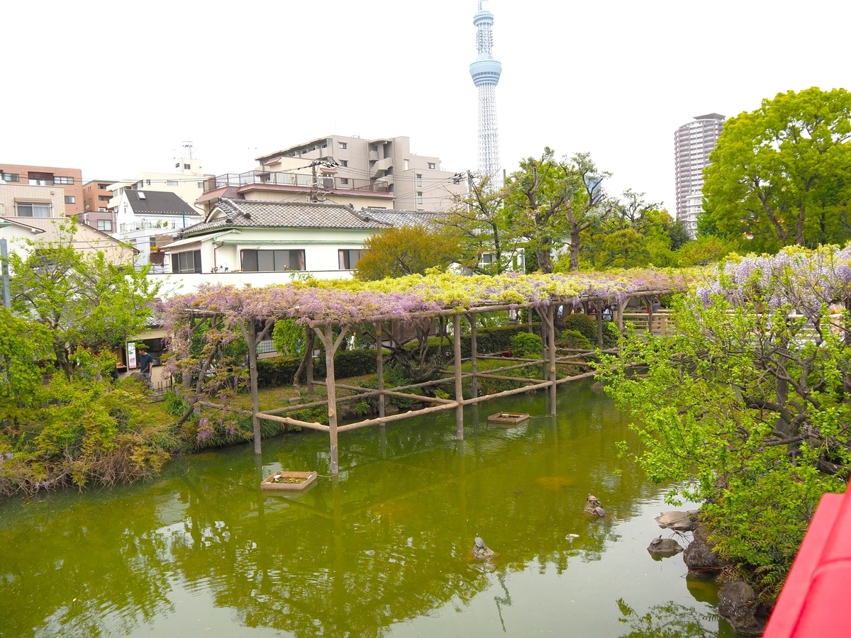 亀戸天神社の藤
