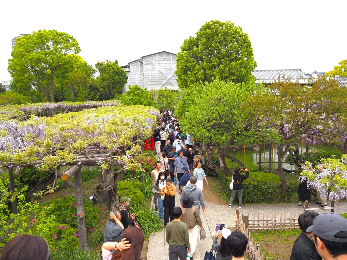亀戸天神社の藤