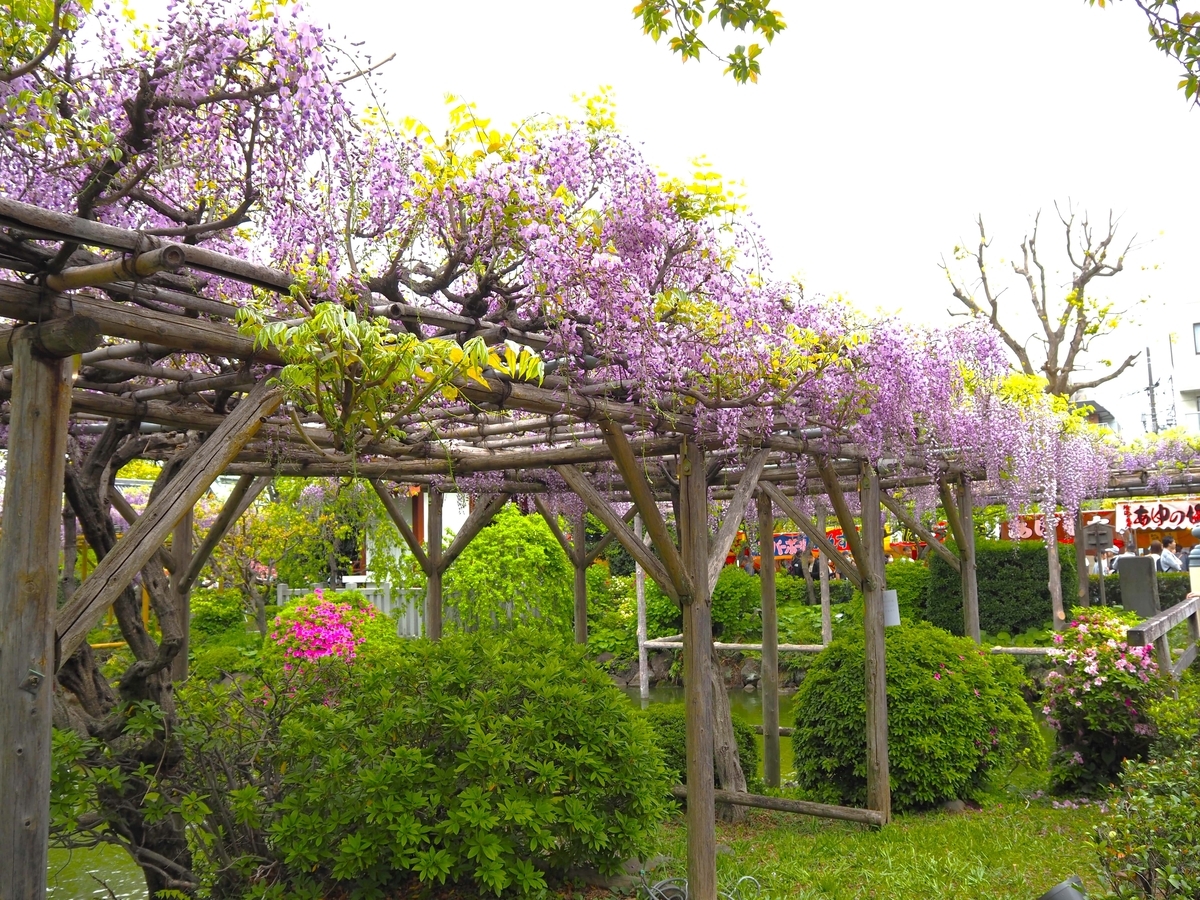 亀戸天神社の藤