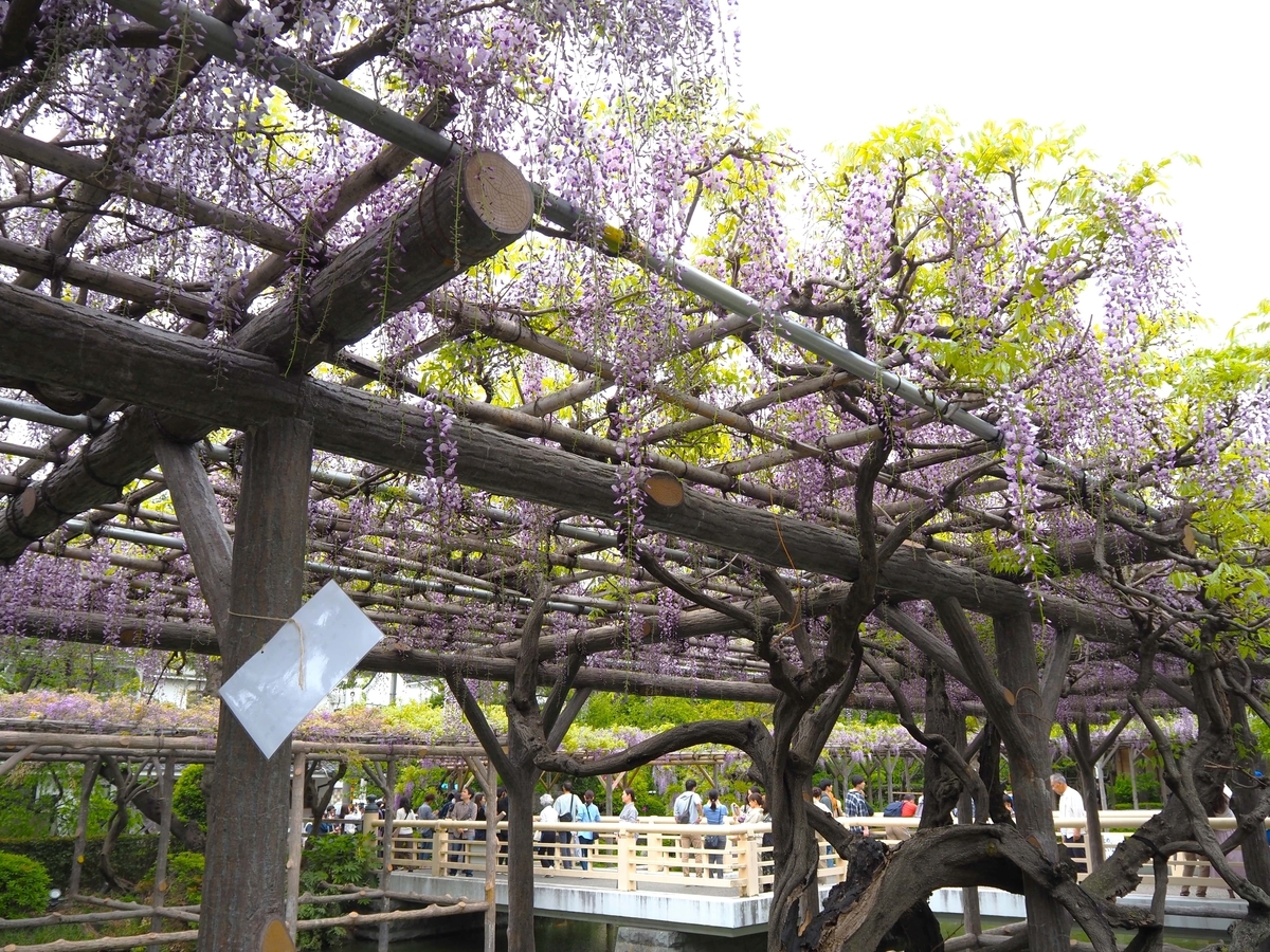 亀戸天神社の藤
