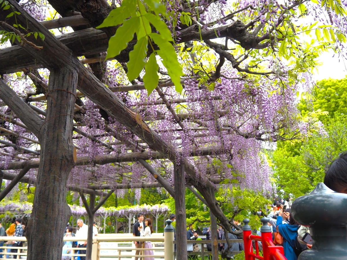 亀戸天神社の藤
