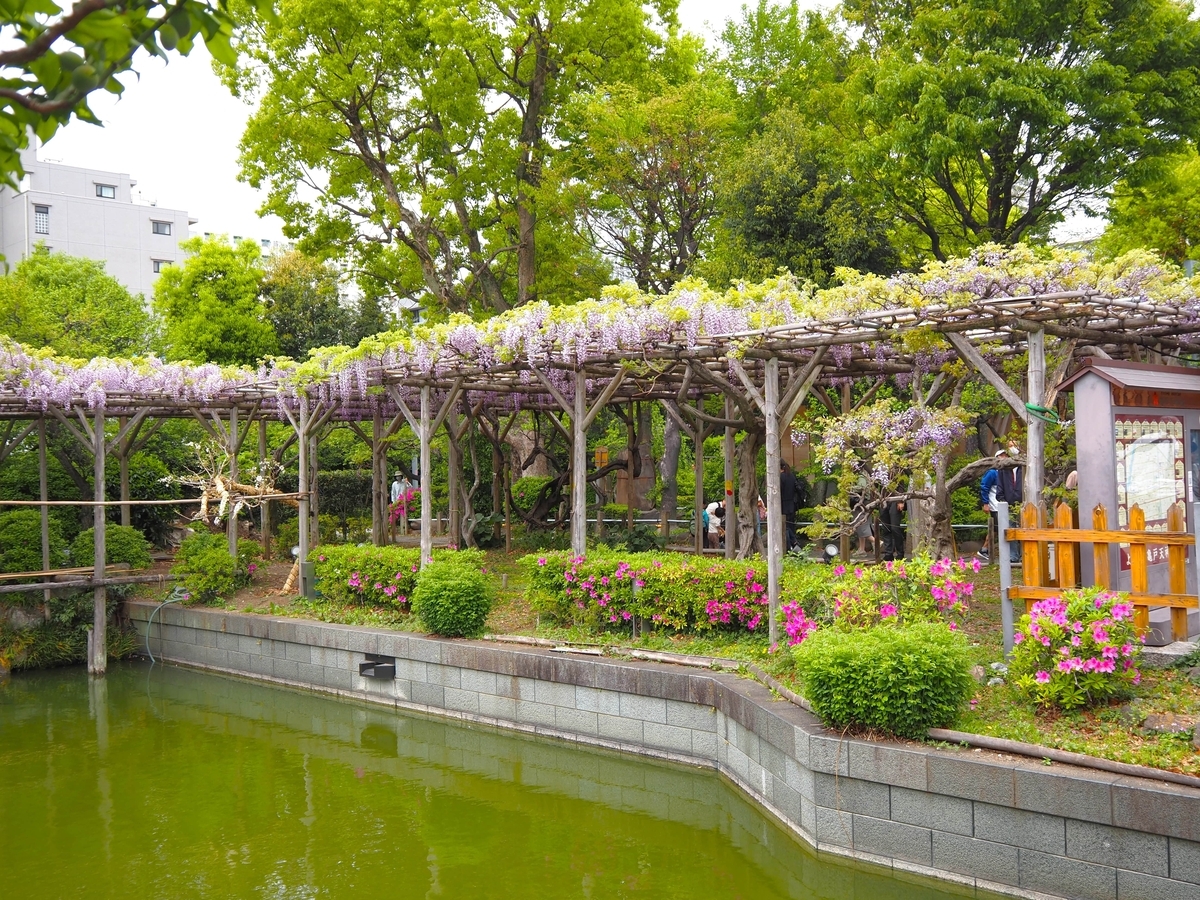 亀戸天神社の藤