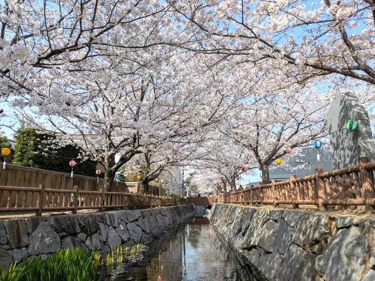 鹿の井出水自然公園の桜