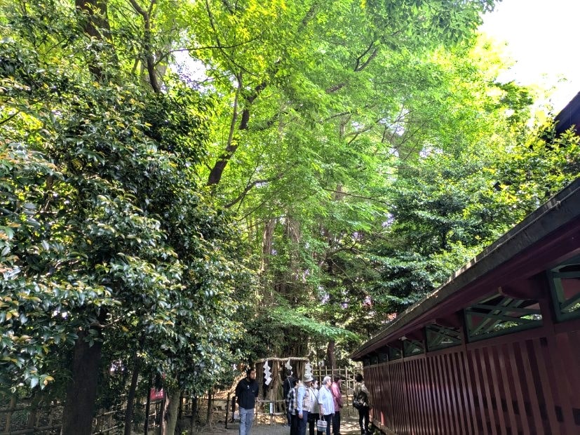 大銀杏の全体像