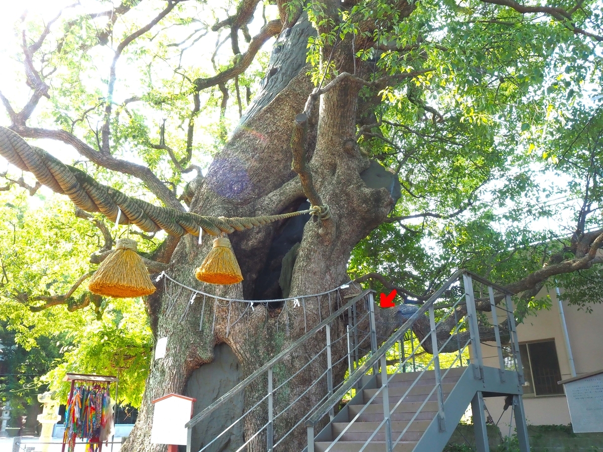 右手の木