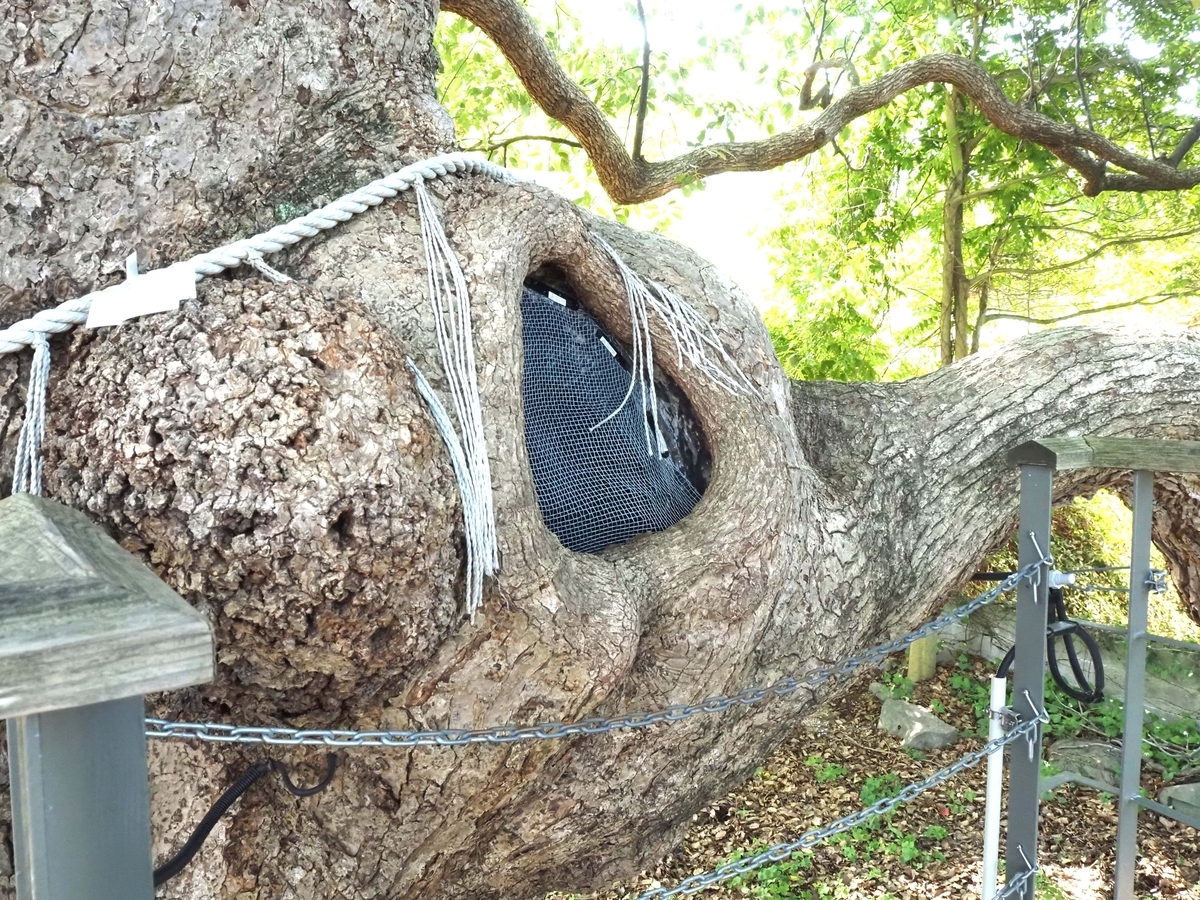 赤い矢印の場所にある空洞